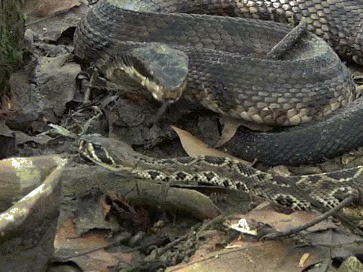 Media - Đòn "tử thần" của hổ mang nước khiến rắn đuôi chuông mất mạng