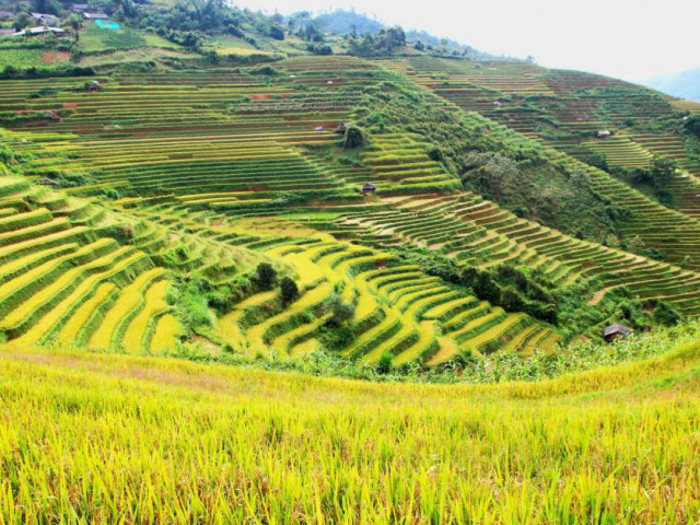 Du lịch - Săn mùa lúa chín