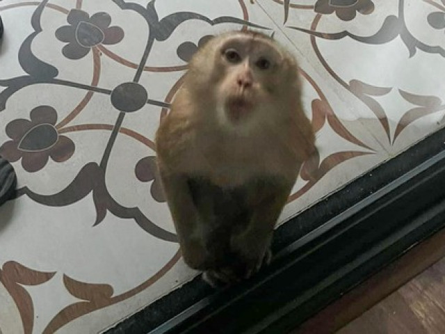 Tin tức trong ngày - Khỉ hoang di chuyển hơn 10km, xuống nhà dân, tấn công trẻ em