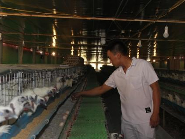 Bạn trẻ - Cuộc sống - Gà ngủ máy lạnh, nghe nhạc đẻ trứng thu chục triệu mỗi ngày