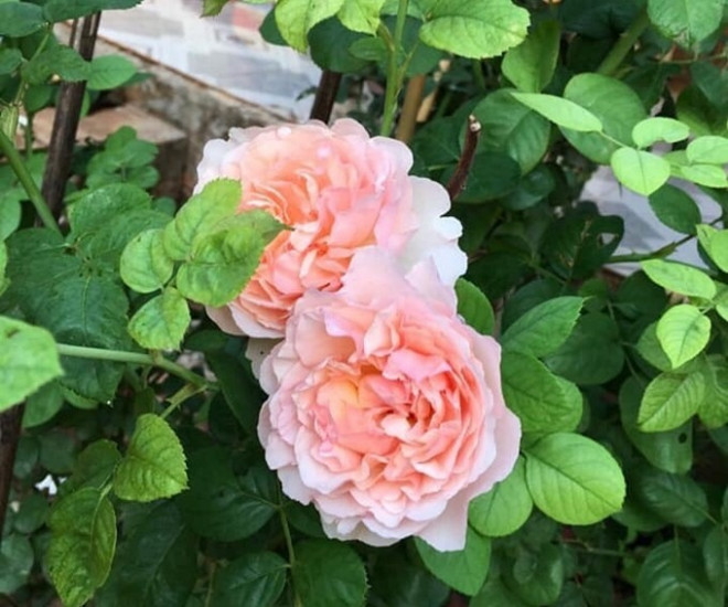 Choáng ngợp với nhà vườn 5.000m2 của diễn viên Kiều Trinh - 8