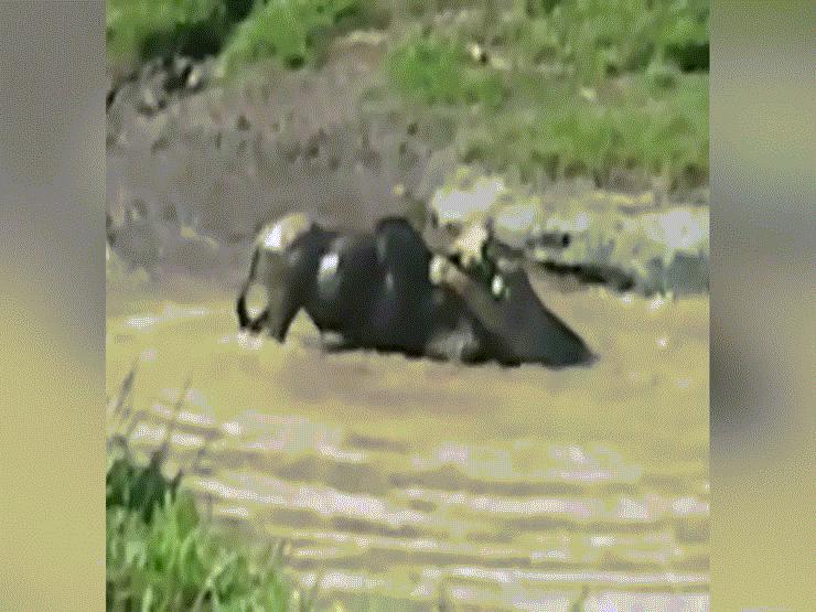 Video: Bị sư tử truy sát trên sông, linh dương vẫn sống sót một cách khó tin
