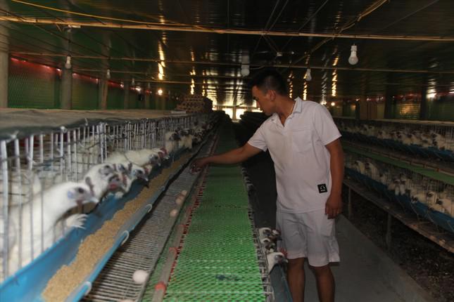 Mỗi ngày, trang trại gà ác của anh Nguyễn Hữu Thắng cung cấp ra thị trường khoảng 4.000 quả trứng thu về 10 triệu đồng