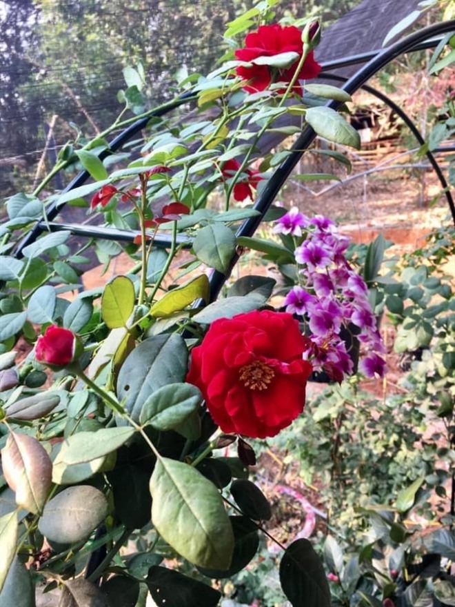 Choáng ngợp với nhà vườn 5.000m2 của diễn viên Kiều Trinh - 5