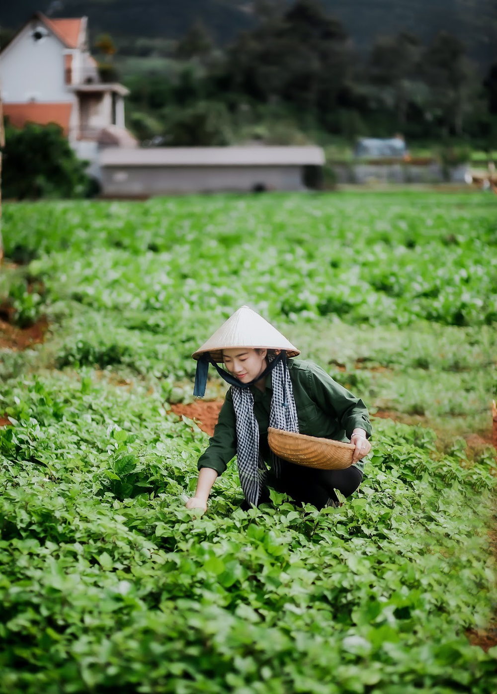 Tại sao phải cứu lấy nông sản khi nông sản Việt Nam giàu có về nhiều giá trị?