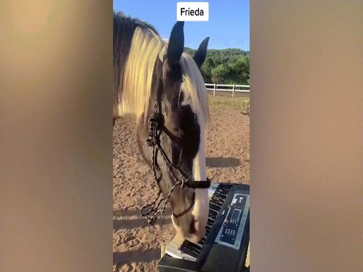 Phi thường - kỳ quặc - Clip: Ba chú ngựa thể hiện khả năng chơi đàn gây "sốt" mạng xã hội