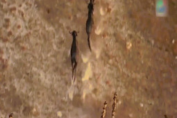 Phi thường - kỳ quặc - Video: Bầy chó hoang háu đói truy sát linh dương đầu bò