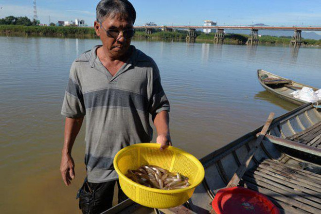 Săn cá &#34;quý&#34; trên sông Trà - 2