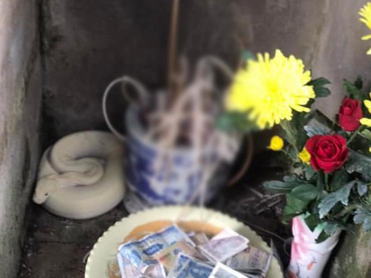 Tin tức trong ngày - Kiểm lâm Bắc Giang thông tin về con “bạch xà” xuất hiện trong sân đình