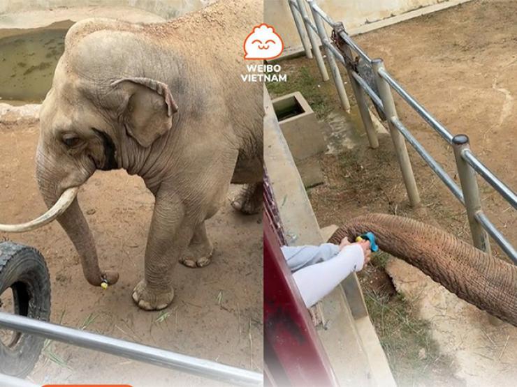 Clip: Chú voi có hành động bất ngờ trong sở thú “đốn tim” dân mạng