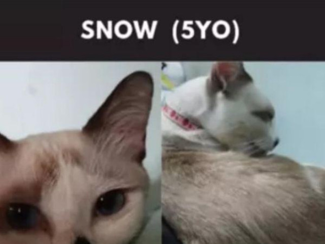 Bạn trẻ - Cuộc sống - Mèo cưng mất tích, người chủ bàng hoàng vì đòi tiền chuộc hơn 30 triệu đồng