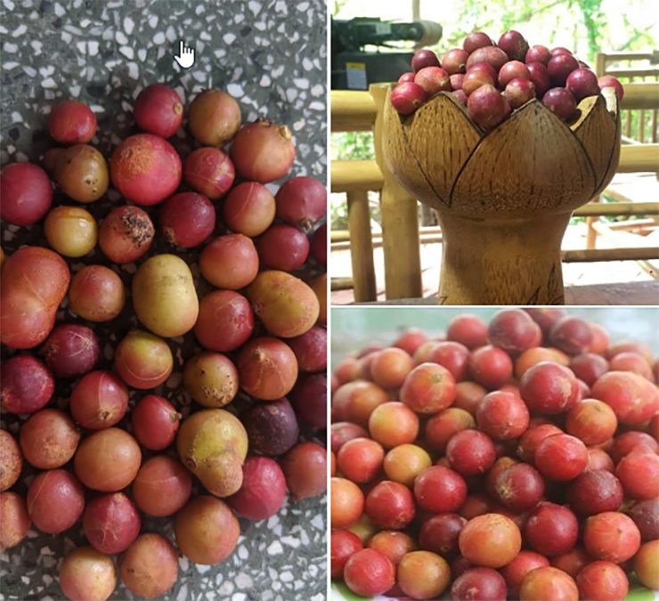 Nhiều người nhìn lần đầu sẽ nhầm lẫn đây là quả mận ở miền Bắc
