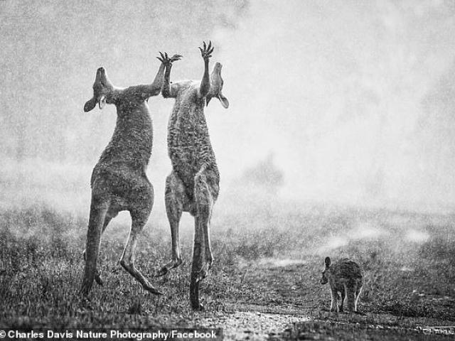 Sự thật về bức ảnh ”chuột túi Úc ăn mừng mưa lớn dập cháy rừng” đang gây sốt