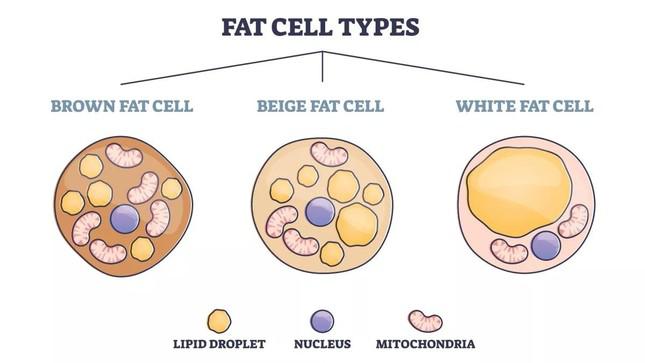 Phát hiện ra mối liên hệ giữa mỡ và não, có thể ngăn ngừa bệnh béo phì trong tương lai - 2