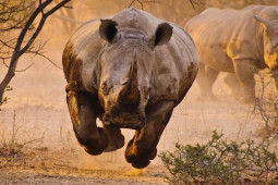 Media - Tê giác nổi điên tạo những cuộc chiến kinh hoàng