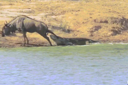 Phi thường - kỳ quặc - Video: Tưởng chết dưới hàm cá sấu, linh dương đầu bò bất ngờ được "kẻ thứ 3" cứu mạng