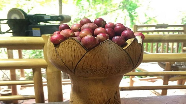 Thông thường, trái da đá khi vừa hái xuống chỉ bảo quản được trong khoảng 2 - 3 ngày.&nbsp;Những năm gần đây, da đá được du khách biết tới nhiều hơn,&nbsp;hàng có bao nhiêu cũng hết
