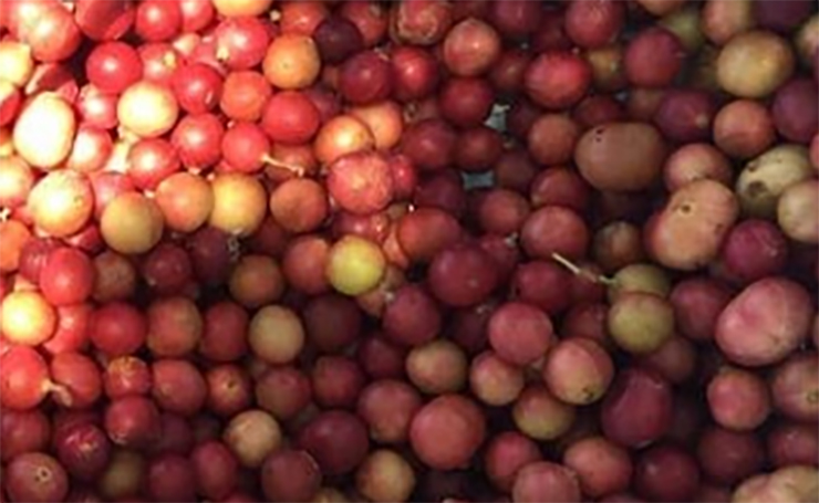 Cây da đá mọc hoang dại trong các cánh rừng tự nhiên ở Ninh Thuận
