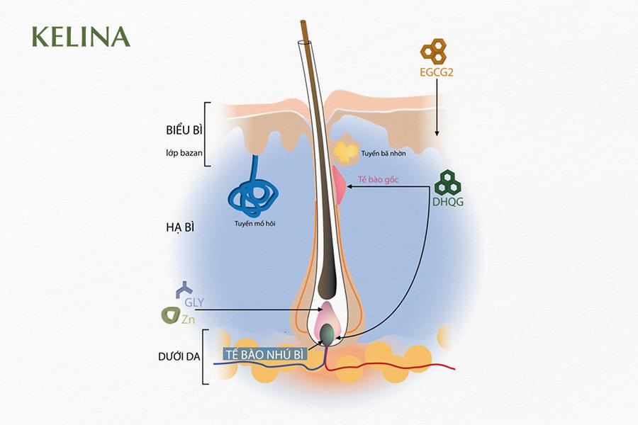 Kelina- Giải pháp ngăn ngừa tình trạng gãy rụng cho tóc - 3