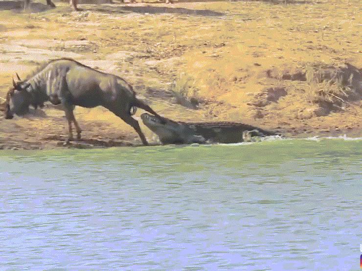 Phi thường - kỳ quặc - Video: Tưởng chết dưới hàm cá sấu, linh dương đầu bò bất ngờ được "kẻ thứ 3" cứu mạng