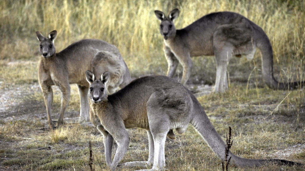 Loài kangaroo xám ở Tây Úc (ảnh: AP)