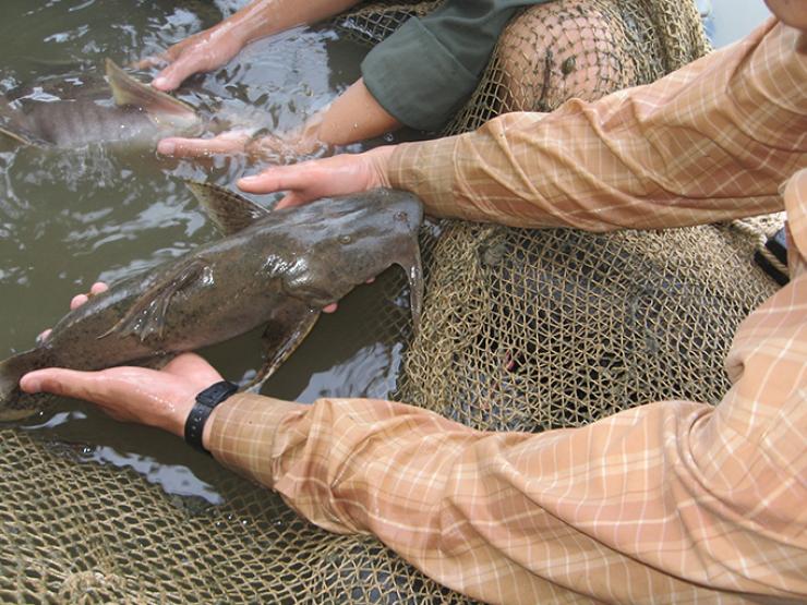 Loài cá tiến vua ở Việt Nam, giờ là đặc sản giá 600.000 đồng/kg, thương lái tranh nhau