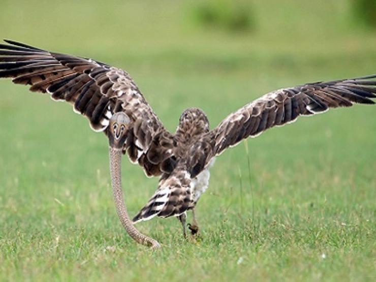 Media - Chim ưng "khóc thét" khi đối mặt rắn hổ mang khổng lồ