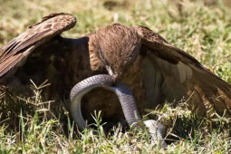 Media - "Sát thủ bầu trời" tung đòn kết liễu rắn độc