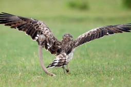 Media - Chim ưng "khóc thét" khi đối mặt rắn hổ mang khổng lồ