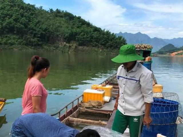 Tin tức trong ngày - Mưu sinh trên hồ Hòa Bình: Săn loài cá lạ