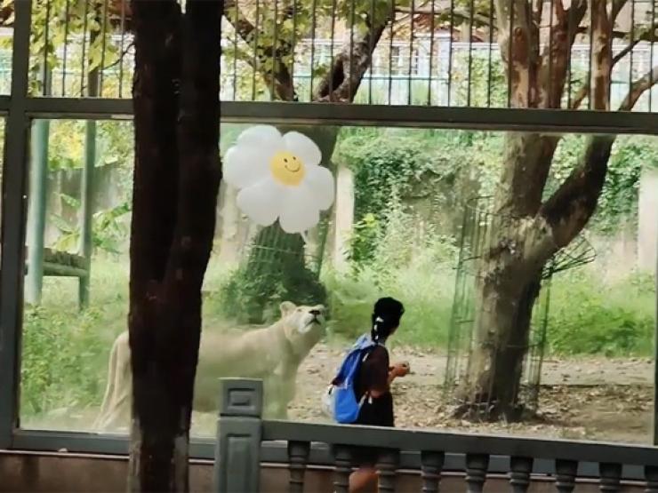 Bạn trẻ - Cuộc sống - Clip: Khoảnh khắc siêu dễ thương của sư tử và cô gái nhỏ trong sở thú