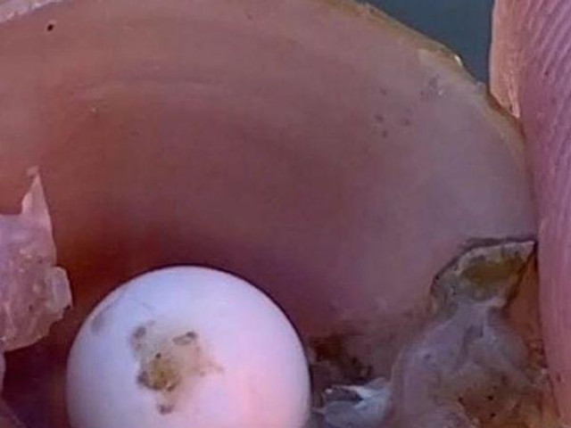 Phi thường - kỳ quặc - Vô tình phát hiện viên ngọc hiếm khi đang chơi đùa ở bờ sông
