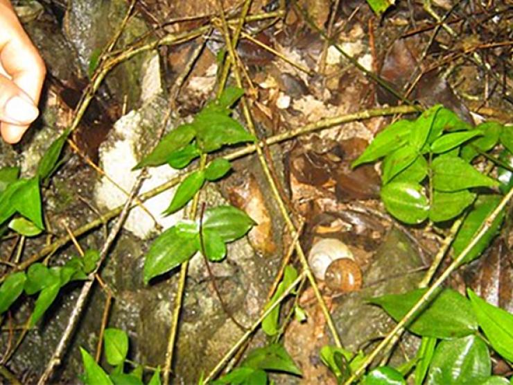 Thị trường - Tiêu dùng - Loài ở Việt Nam trốn chui lủi nhiều tháng, mưa bò ra ăn lá cây, dân bắt về bán "hốt bạc"