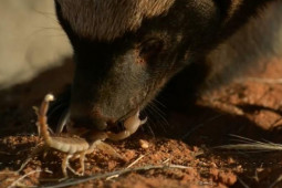 Media - Liều lĩnh chích nọc độc vào lửng mật, bọ cạp nhận sự trừng phạt