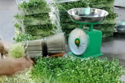 Ẩm thực - Bí mật trong bữa ăn sáng của nữ Tiến sĩ nông nghiệp và cách ăn rau mầm ngon miệng, đơn giản nhất