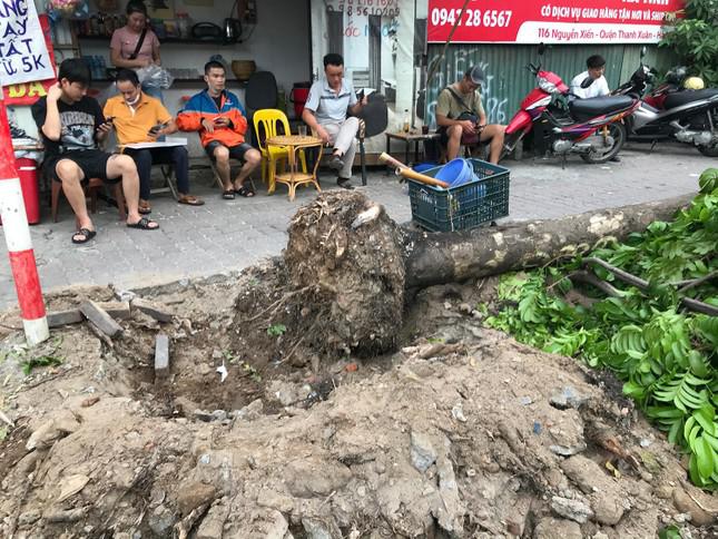 Theo ghi nhận của phóng viên Tiền Phong, cả chục cây sấu, đường kính thân khá lớn trên vỉa hè đường Nguyễn Xiển (quận Thanh Xuân, Hà Nội) bị đào gốc, chặt cành nằm la liệt trên vỉa hè. Ảnh: Trường Phong