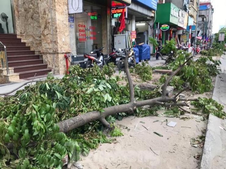 Tin tức trong ngày - Hà Nội: Cây xanh vỉa hè bị đào, chặt như "đốn củi"