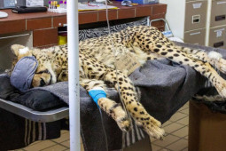 Thế giới - Báo đốm lần đầu trở lại Ấn Độ sau 70 năm