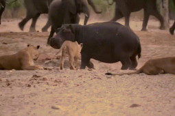 Phi thường - kỳ quặc - Video: Hà mã "đơn thương độc mã" chiến đấu với đàn sư tử