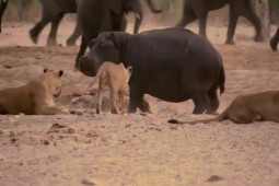 Phi thường - kỳ quặc - Video: Hà mã "đơn thương độc mã" chiến đấu với đàn sư tử