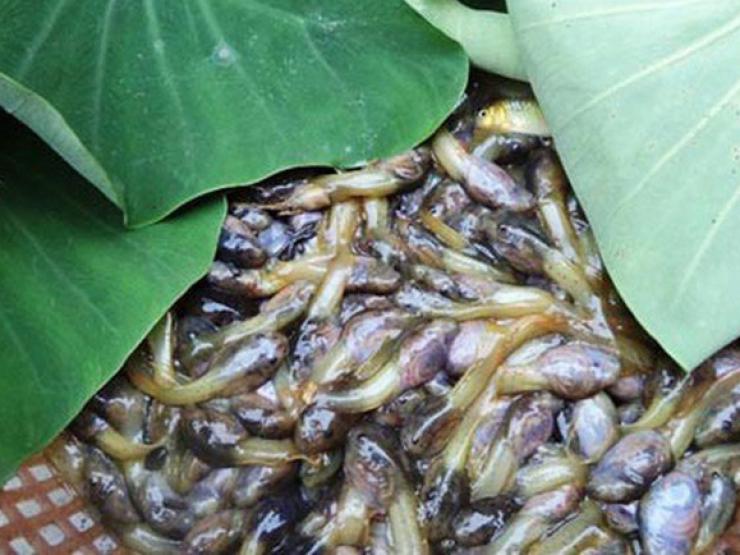 Thị trường - Tiêu dùng - Kinh hãi với đặc sản "hiếm có khó tìm" ở Thanh Hóa, giá 90.000 đồng/kg