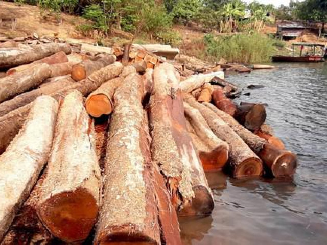 Cận cảnh hàng trăm lóng gỗ lậu kín đặc khúc sông