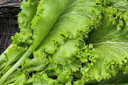 Ẩm thực - Cải canh tốt cho sức khỏe nhưng những người này không nên ăn