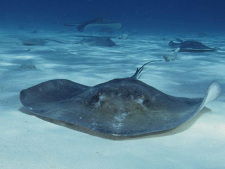 Thị trường - Tiêu dùng - Loại cá ở Việt Nam xưa ít người ăn, nay bán 400.000/kg thành đặc sản nổi tiếng thơm ngon