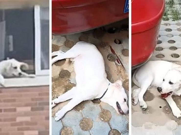 Bạn trẻ - Cuộc sống - Tranh cãi với chồng, người vợ có hành động nhẫn tâm khiến cộng đồng mạng phẫn nộ