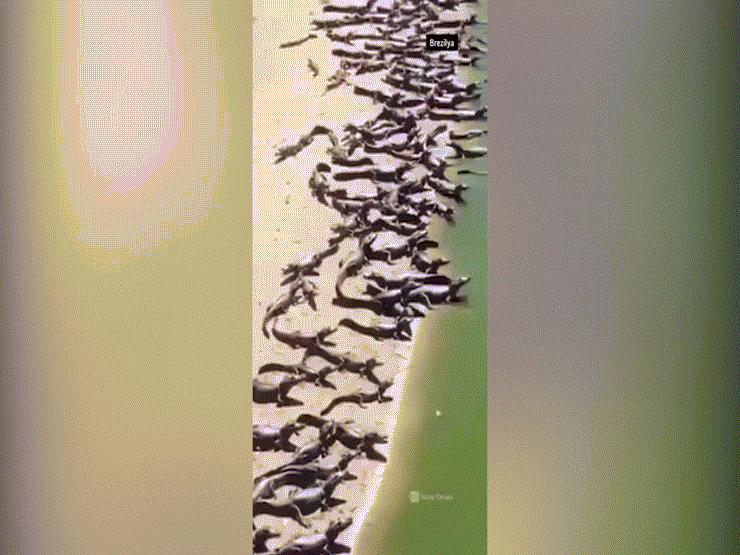 Thế giới - Video: Hàng nghìn con cá sấu bò lên bờ cùng lúc khiến dân Brazil "hoang mang"
