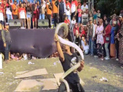 Phi thường - kỳ quặc - Video: Bắt rắn hổ mang bằng tay không, người đàn ông Indonesia nhận &quot;kết đắng&quot;