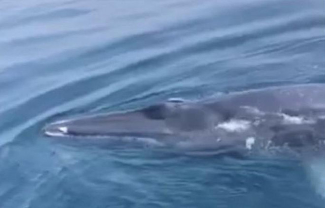 Cá voi xanh xuất hiện ở vùng biển Thanh Hóa - 1