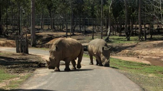 Công an Nghệ An đang điều tra nguyên nhân 6 con tê giác ở Khu sinh thái Mường Thanh Diễn Châu chết bất thường (Ảnh minh hoạ)