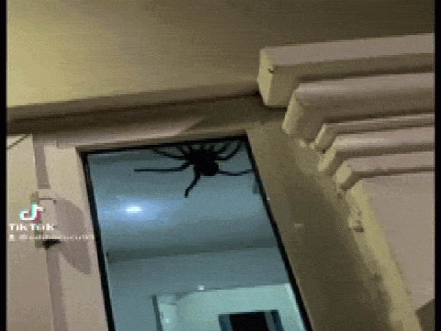 Phi thường - kỳ quặc - Video: Thanh niên hoảng hồn phát hiện con vật đáng sợ đang bò trên cửa